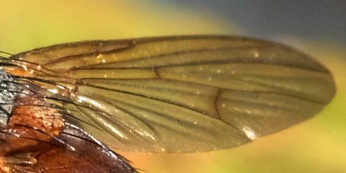 Phaonia sp.